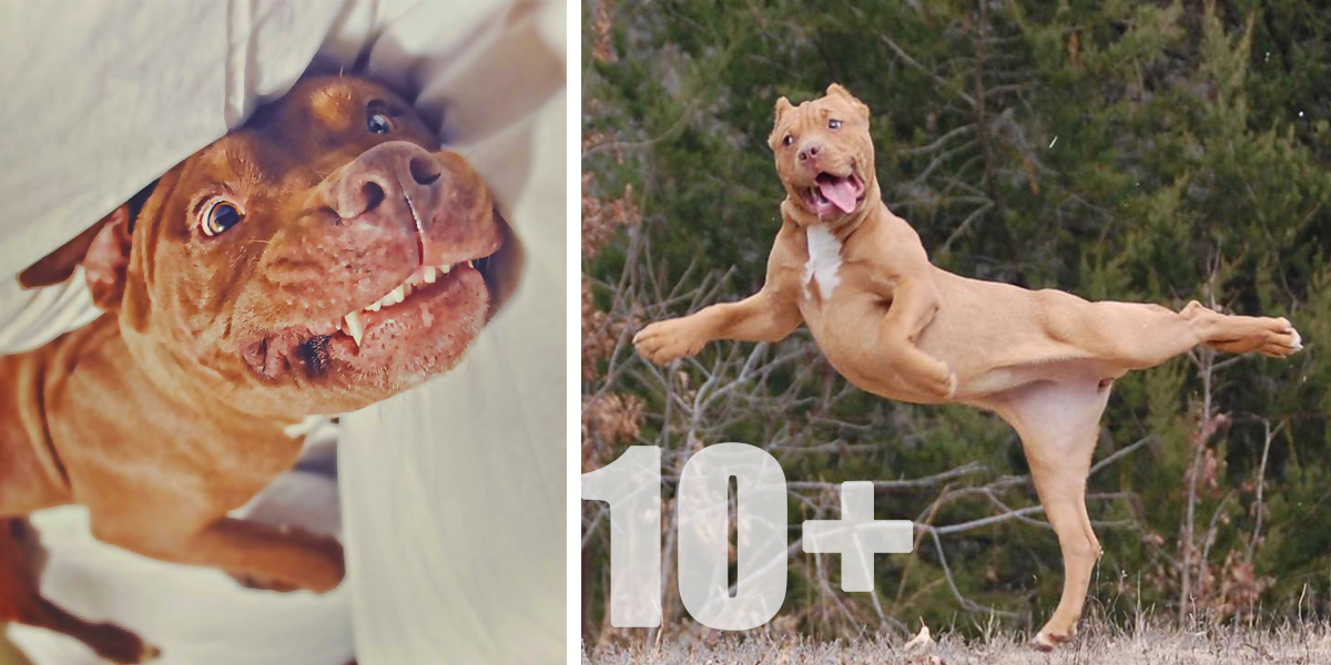 Kouzelné úsměvy pitbulů, které vám vykouzlí úsměv na tváři (15+ obrázků)