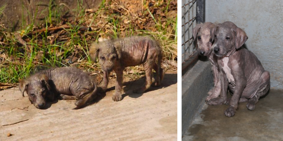 Dvě vyděšená 3 týdenní štěňata se spolu ocitla na ulici, záchraně se vzájemně bránila