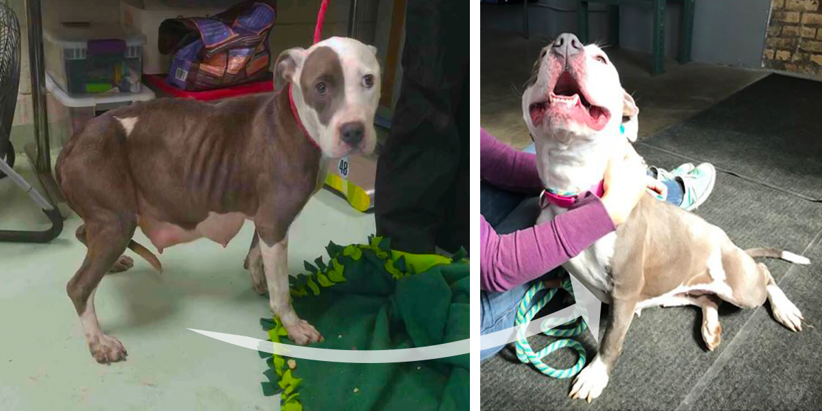 Tahle opuštěná fenka se na nikoho nechtěla podívat, pak si ale našla spřízněnou duši...