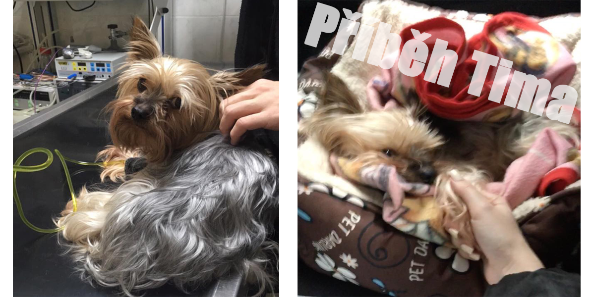 Jak se vyrovnat se smrtí vašeho nejlepšího přítele? Timečkův příběh ♥