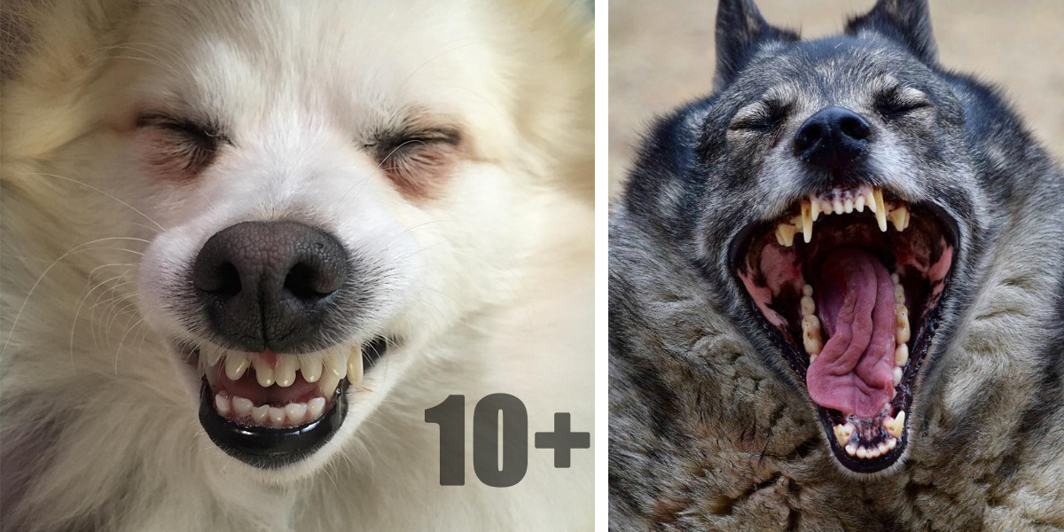 Soutěž o nejkouzelnější psí úsměv (10+ obrázků) ♥ 