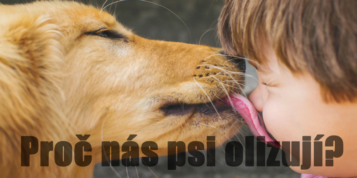 Proč nás psi tak rádi olizují? Tady máte 8 důvodů