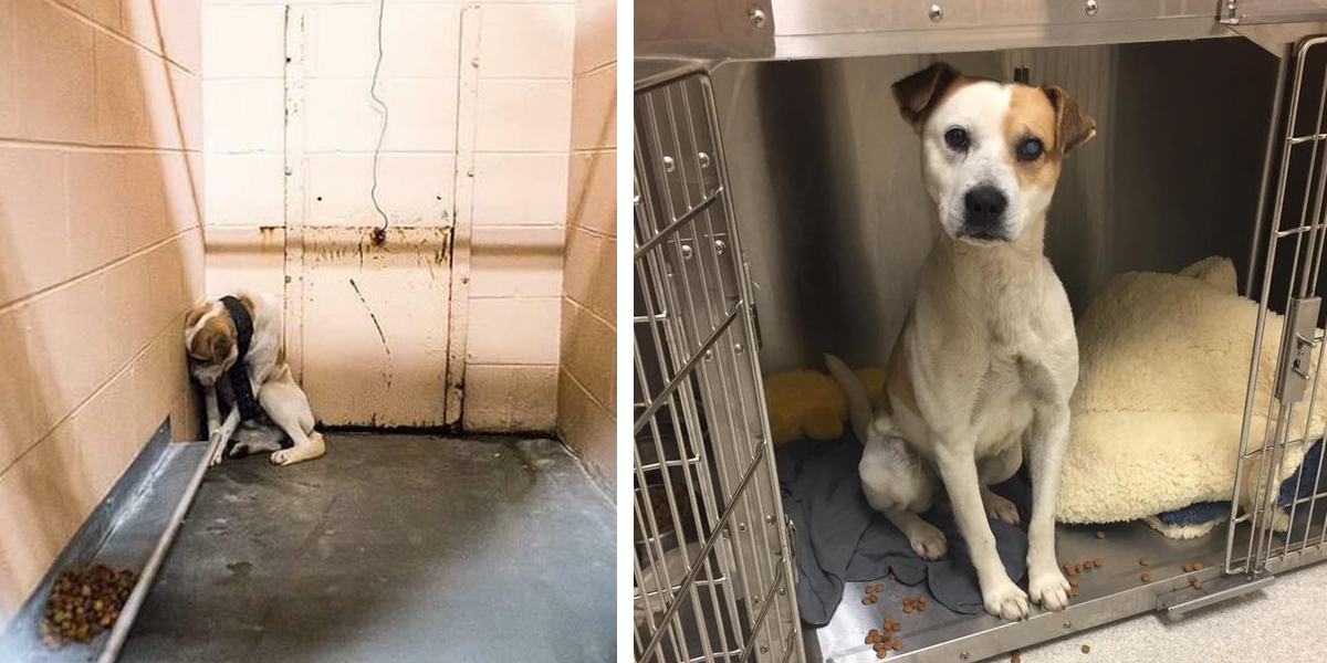 Tenhle zanedbaný pes k sobě nikoho nepustil, než jsem se objevila já