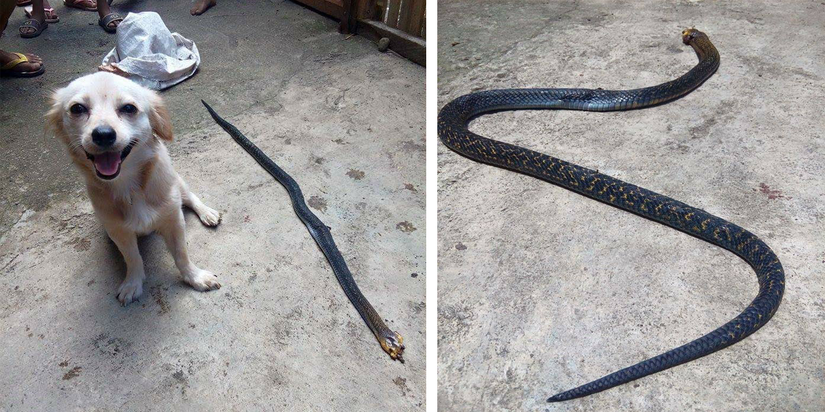 Tahle fenka jménem Moa ochránila členy své rodiny před uštknutím kobrou