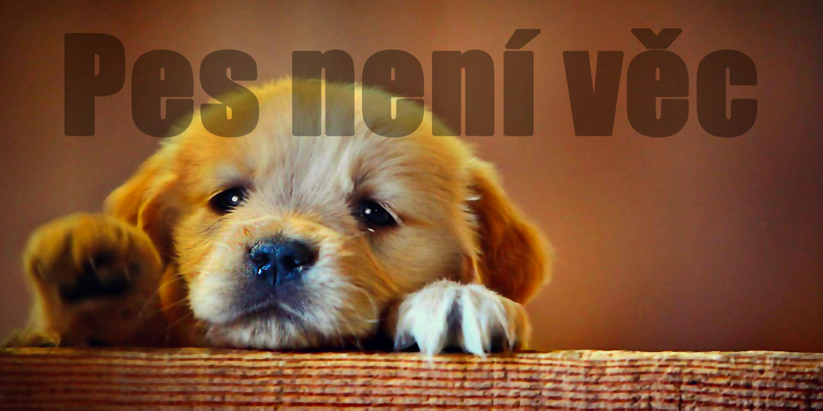 Pes není věc