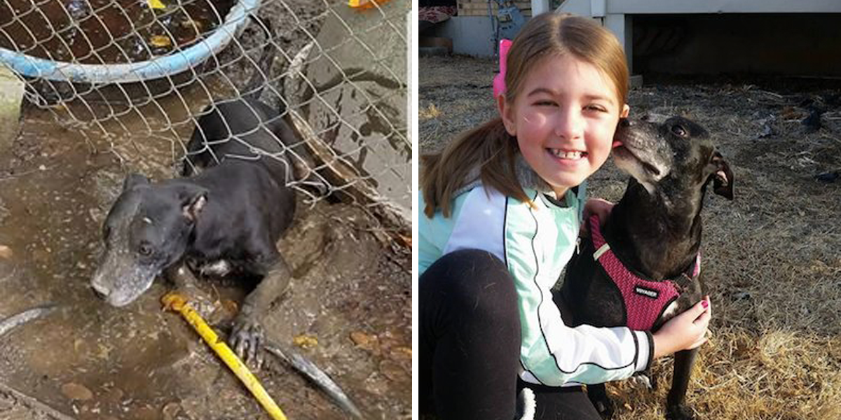 Z vyděšeného tvorečka nalezeného v blátě je nyní úžasný domácí mazlíček