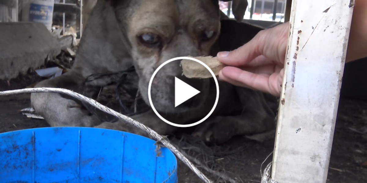 Záchrana slepého pitbula ze skládky odpadů