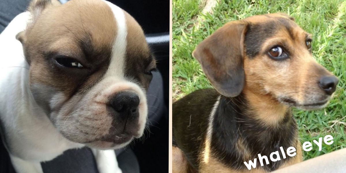 Co se to skrývá za pohledem mého psa?