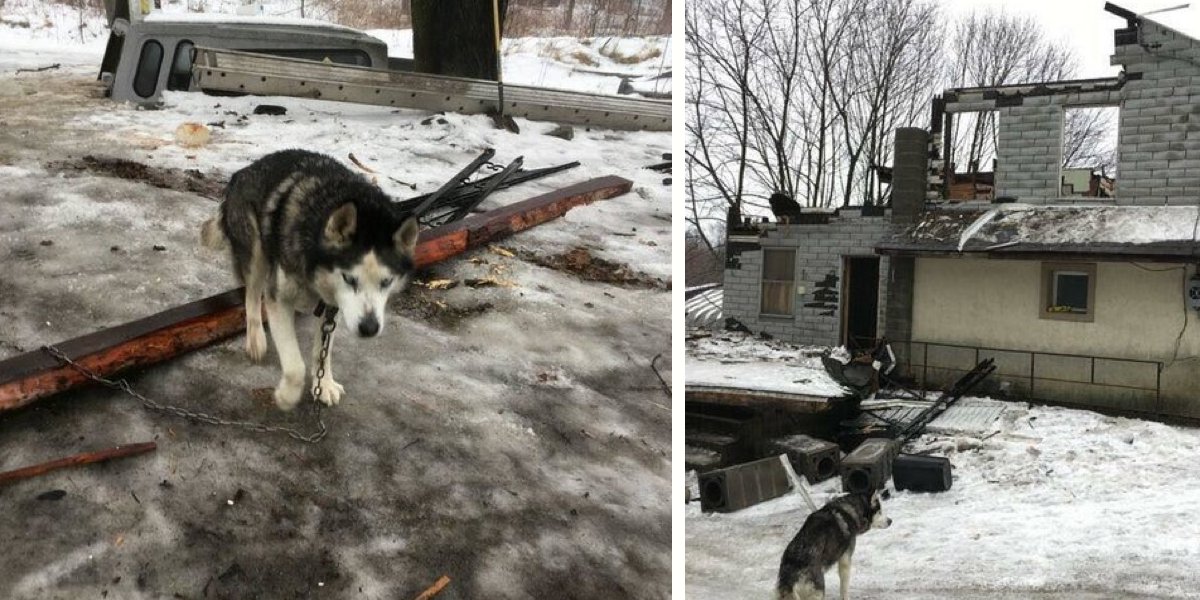 Tenhle husky se po 15ti letech na řetězu konečně dočkal milující rodiny
