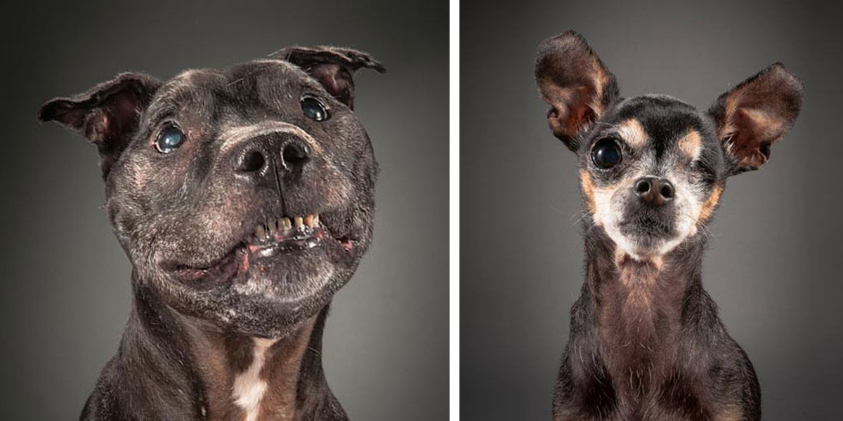 Staří a oškliví: Dojemné a upřímné obrázky opravdu starých psů