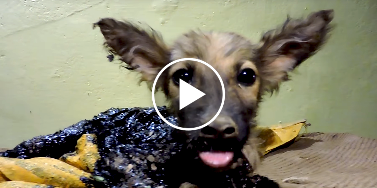 Štěně spadlo do ropy, stačilo 8 litrů oleje a je „jako nové“