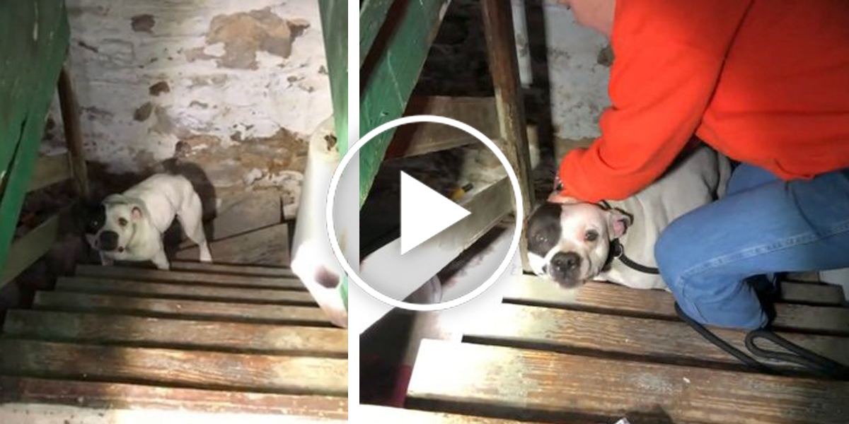 Při stěhování do nového domu na něj ve sklepě čekalo příjemné překvapení...