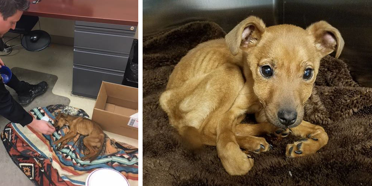 Tohle vyhublé a hladové štěně nalezené zamčené v pokoji nadšeně vítalo své zachránce