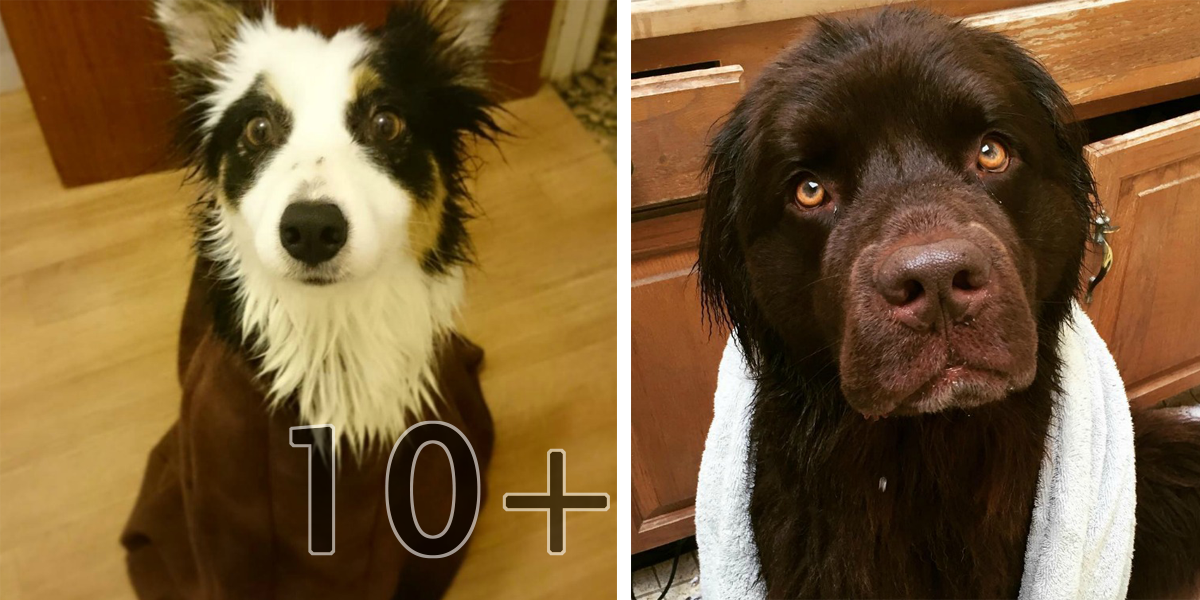 15+ psů, kteří mají koupání opravdu (ne)radi