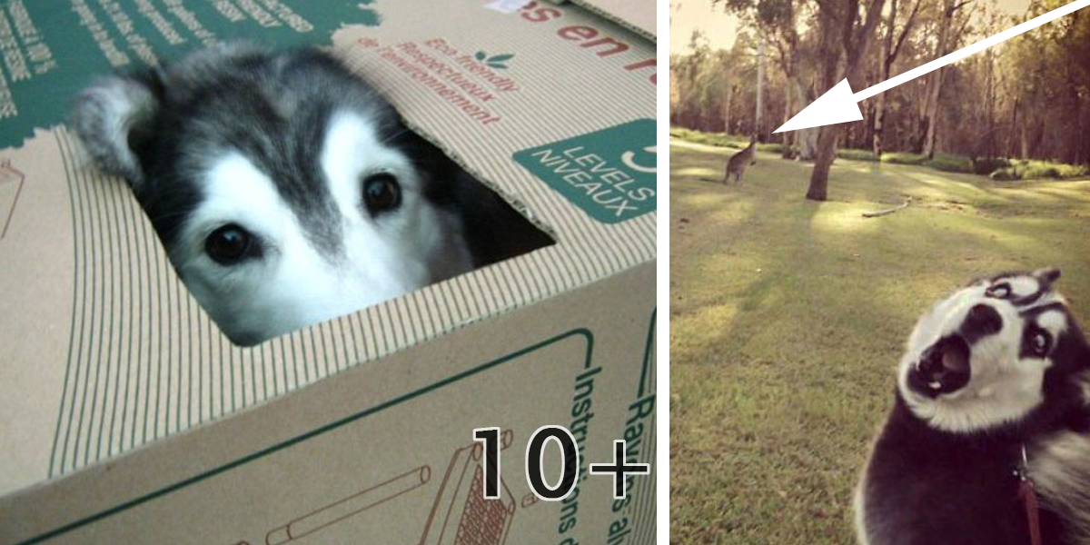 15x Husky: Jak ho ještě neznáte