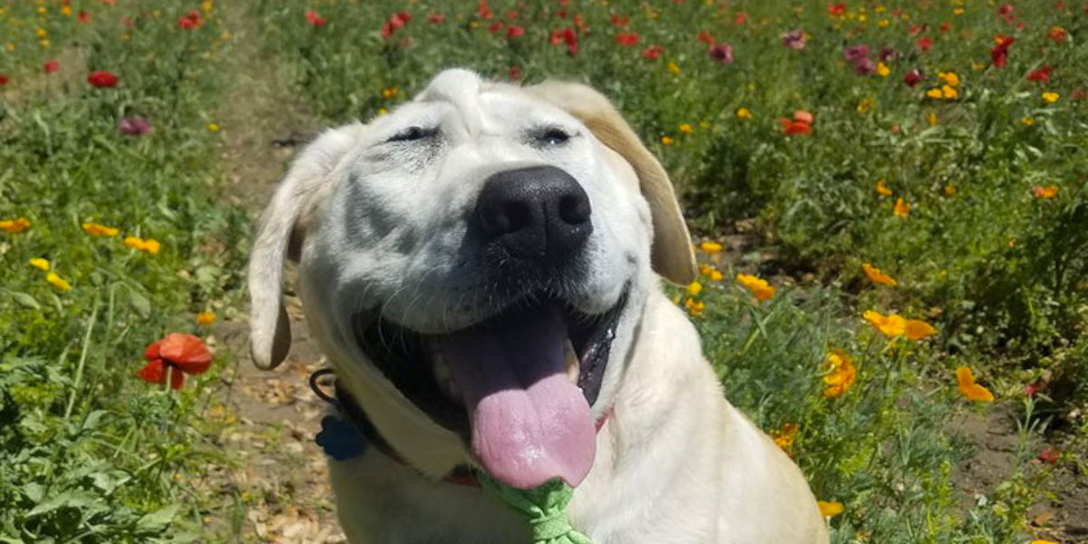 Tohohle labradora nikdo nechtěl, protože se všem zdál ošklivý. Dnes je z něj skvělý člen rodiny....