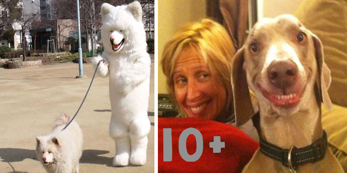 Jaký pán, takový pes? (10+ obrázků)