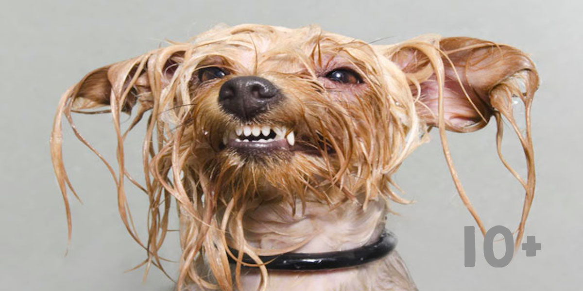 Mokrý Pes: Jedinečné obrázky od profesionální fotografky