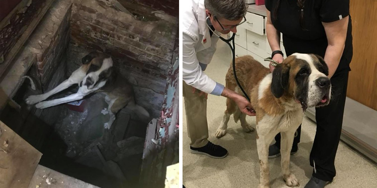 Suterén opuštěného domu ukrýval smutného tvora...