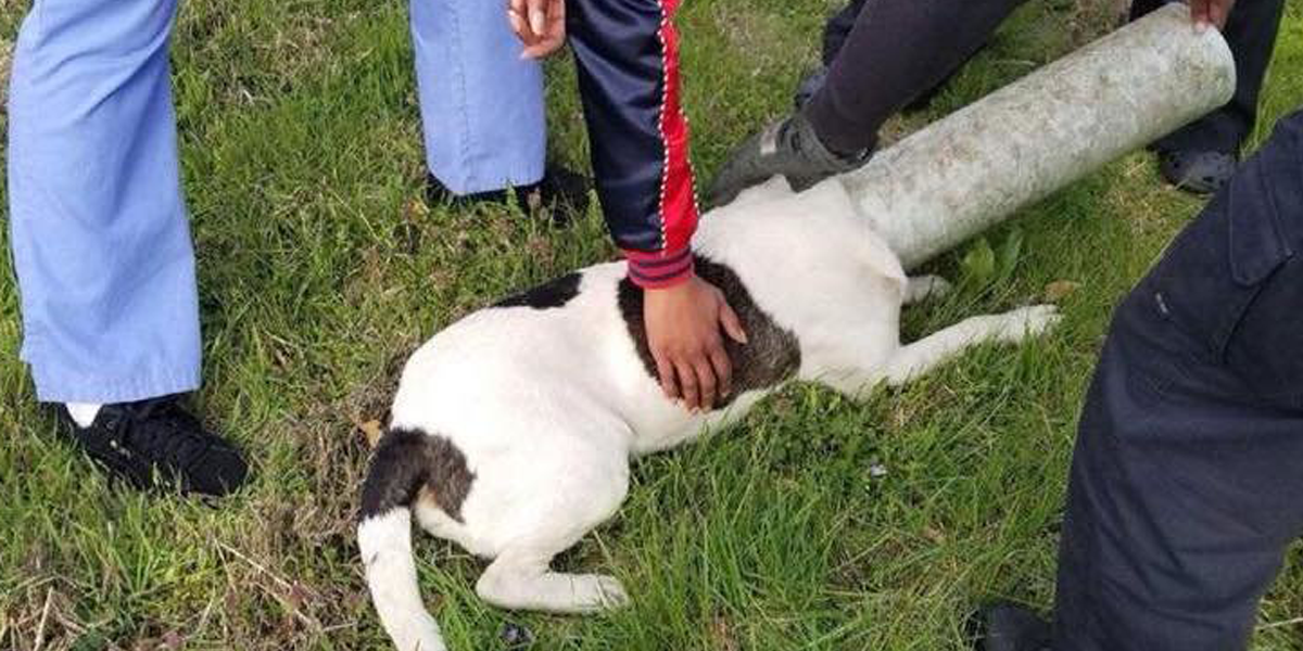Tenhle zvědavý pejsek nešikovně uvízl, naštěstí se našla pomoc
