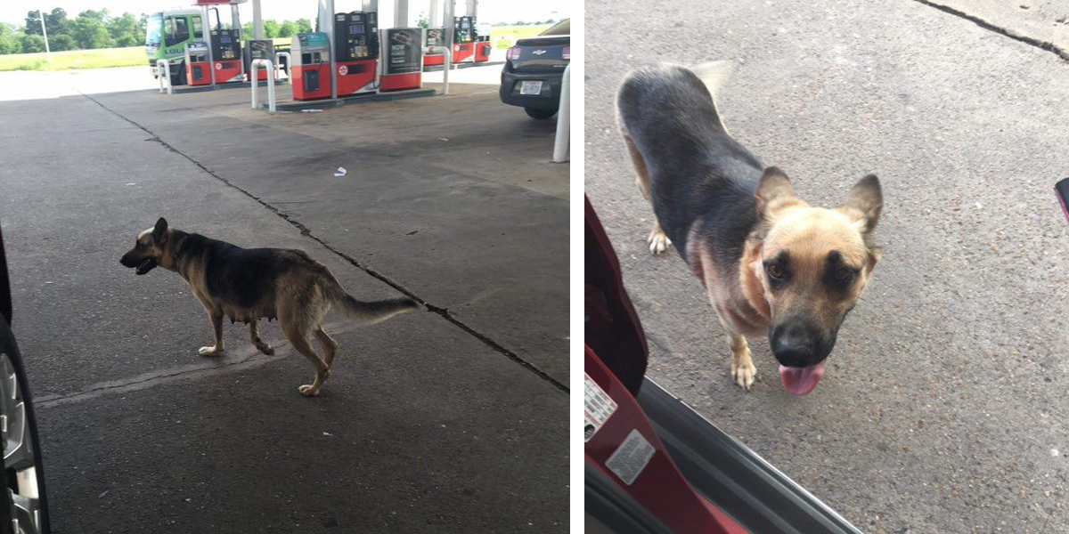 Odložený kříženec ovčáka na čerpací stanici našel ten nejlepší způsob jak si najít nového majitele