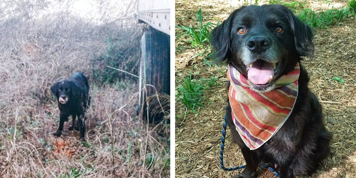 Žena roky krmila psího tuláka, pak ale zmizel neznámo kam, po dlouhých měsících přišlo rozuzlení…