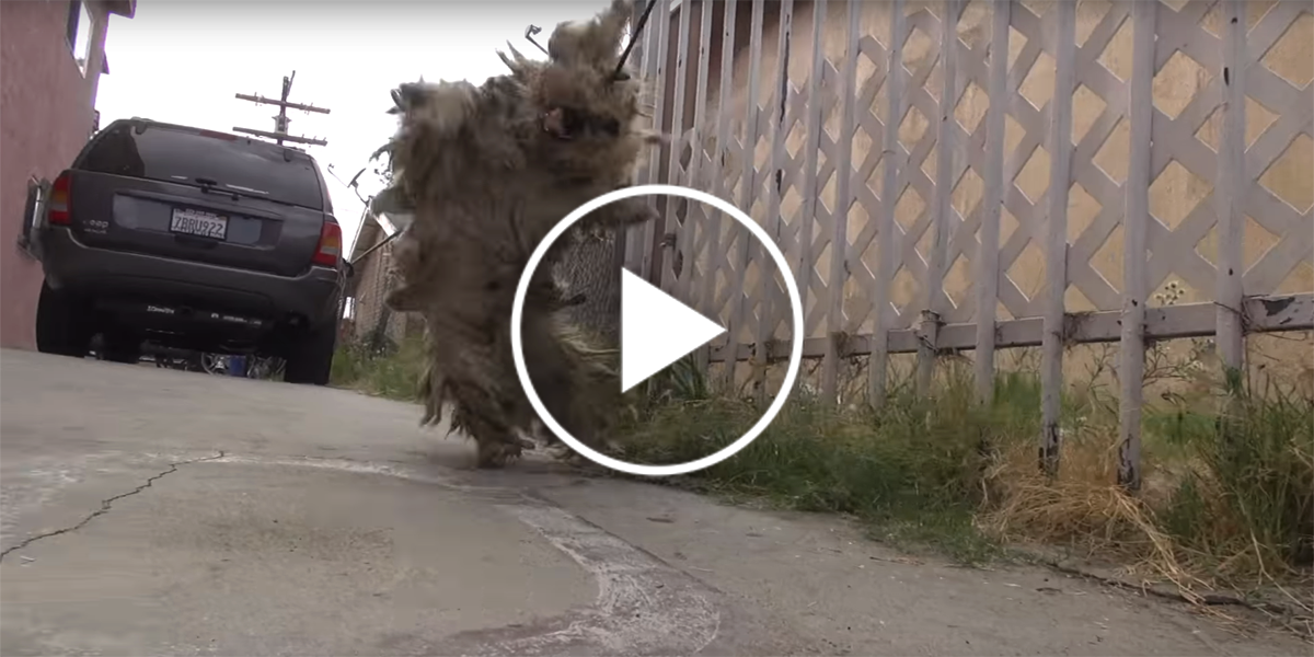 Beny se po ulici toulal přes 6 let, nyní se konečně dočkal své záchrany