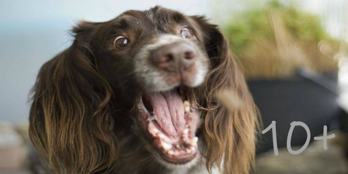 Můj páníček si ze mě vystřelil! (10+ zábavných pranků)