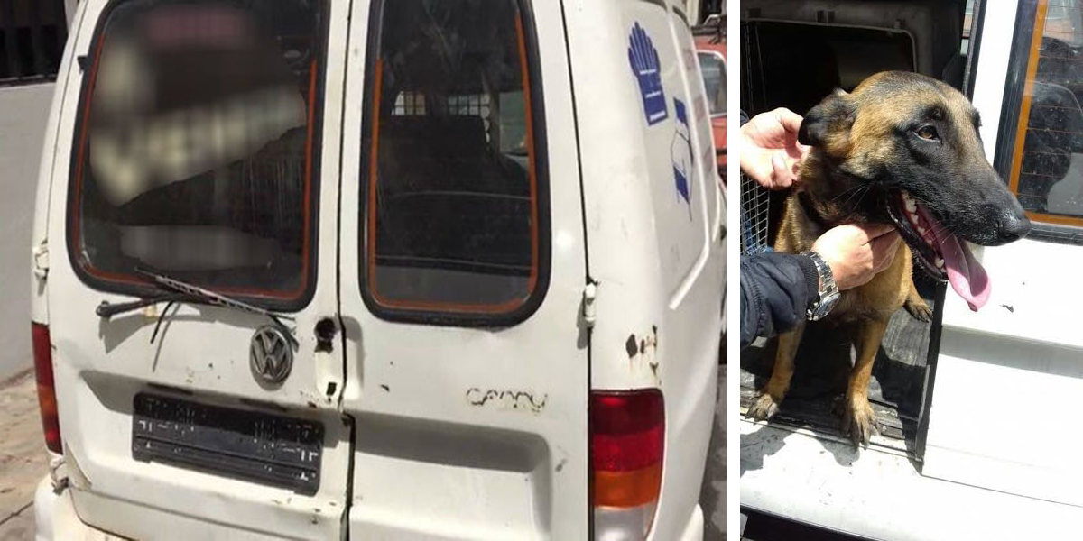 Tenhle pes byl v dodávce zavřený celý měsíc. Teď si konečně užívá normální život