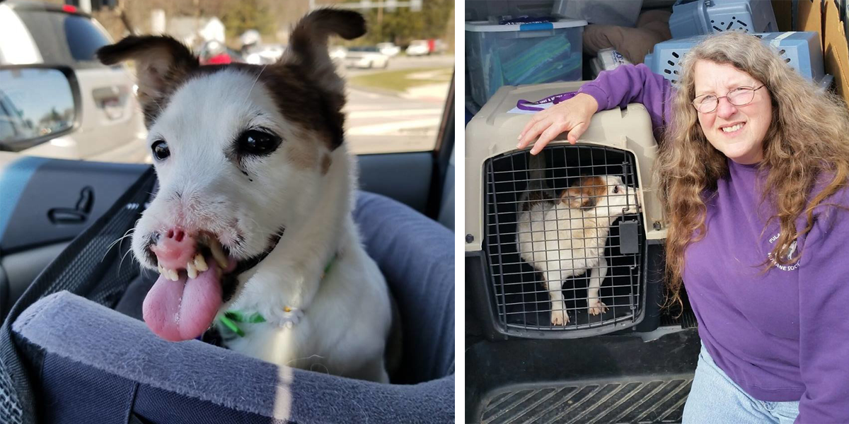 Tenhle týraný Jack Russell teriér narozený bez čumáku našel milující rodinu