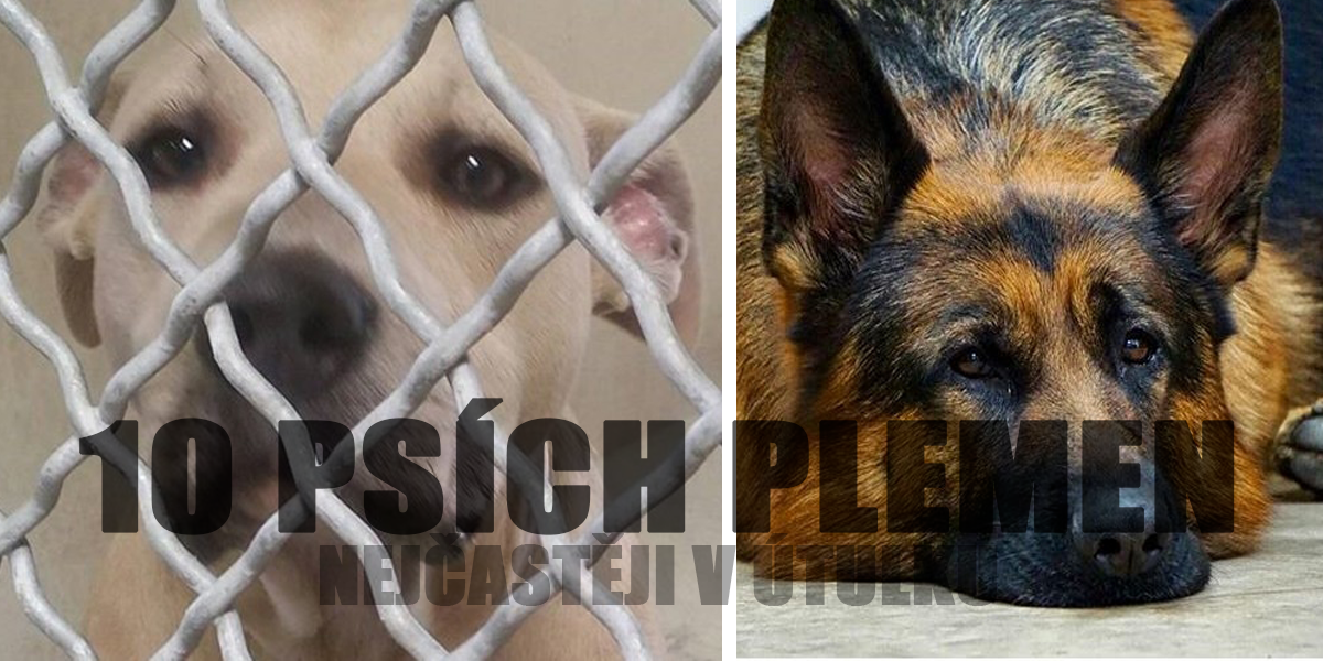 10 psích plemen, která nejčastěji končí v útulcích