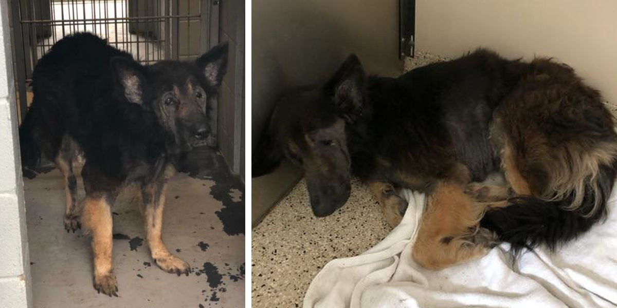 Rodina požádala útulek o utracení psa, protože byl „příliš starý“