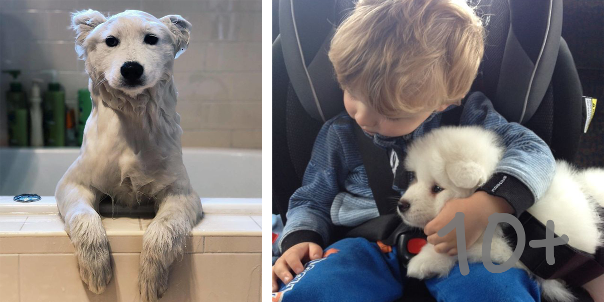 10+ zábavných samojedů, kteří zaručeně pobaví ツ