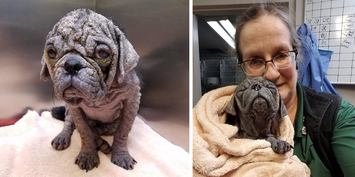 Nalezený opuštěný, vyhublý a nemocný mopslík po své náročné životní etapě dnes vypadá skvěle...