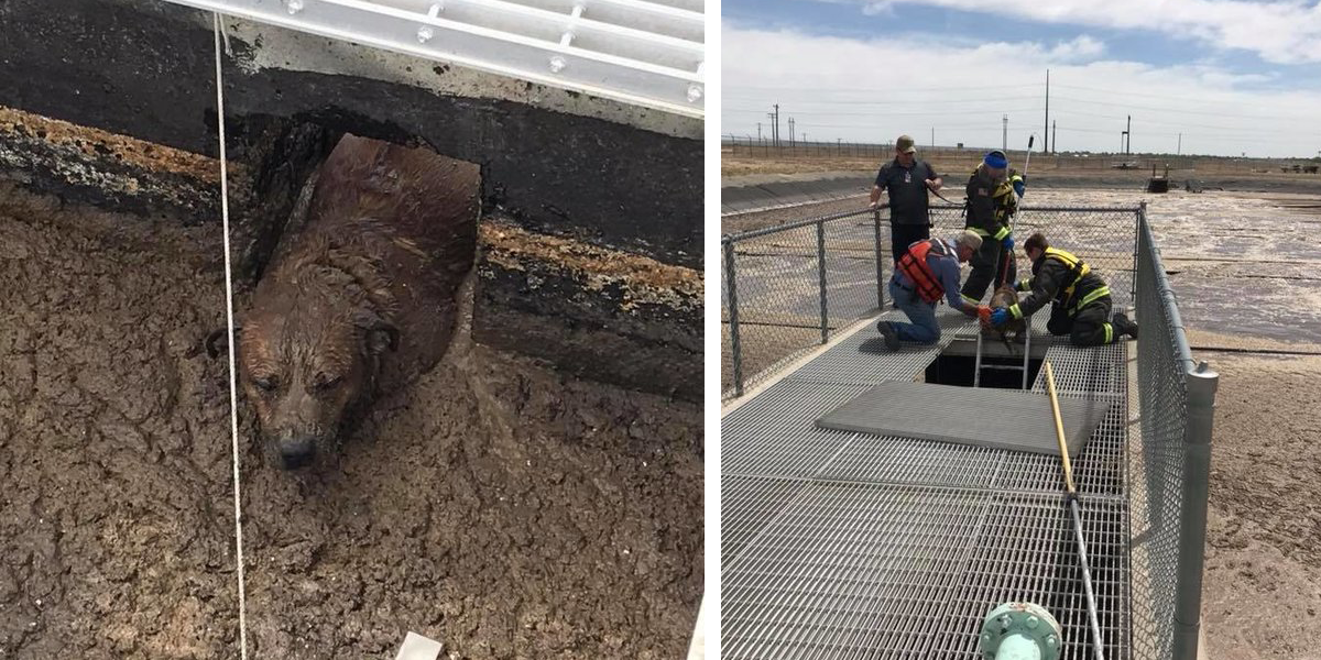 Noční tulačka Gigy dostala cennou lekci, když uvízla v odpadní jímce...