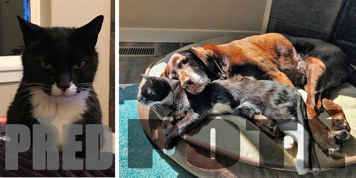 Po 13 letech v jednom domě se tahle fenka s kočkou konečně rozhodly skamarádit...