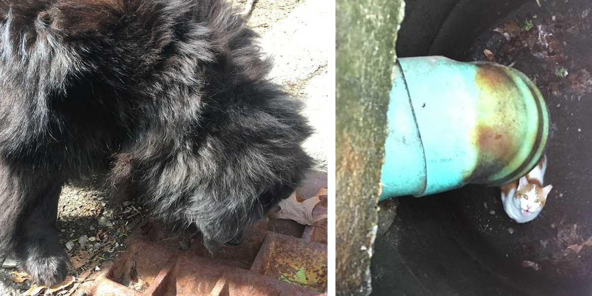 Psí hrdina Aron pomohl zachránit kocoura uvězněného v kanále