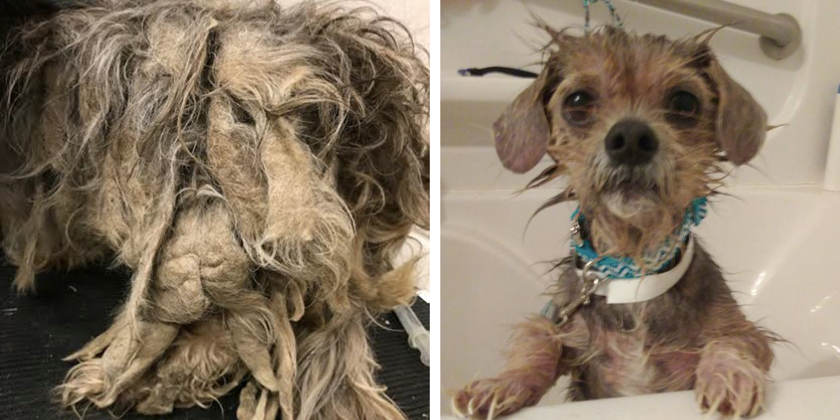 18 psíků uvězněných v „domě hrůzy“ se nyní dočkalo pomoci