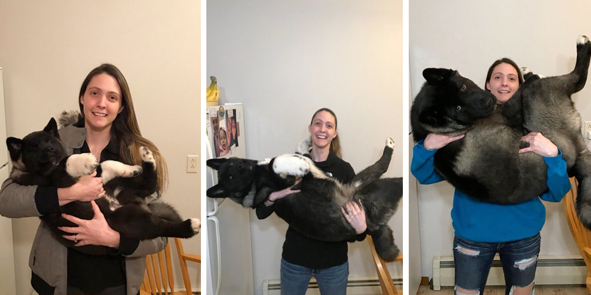 Rodina vytvořila fotodokumentaci růstu štěněte, po 6ti měsících je z něj Obr!