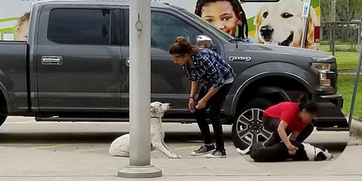 Žena natočila neskutečně kruté chování majitelek ke psům, které táhly do útulku, ale hned druhý den se vše změnilo...