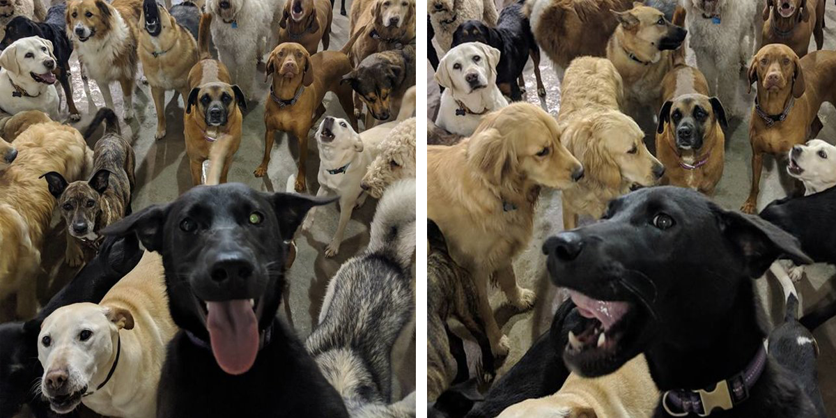 Tyhle geniální psí selfie vás zaručeně pobaví