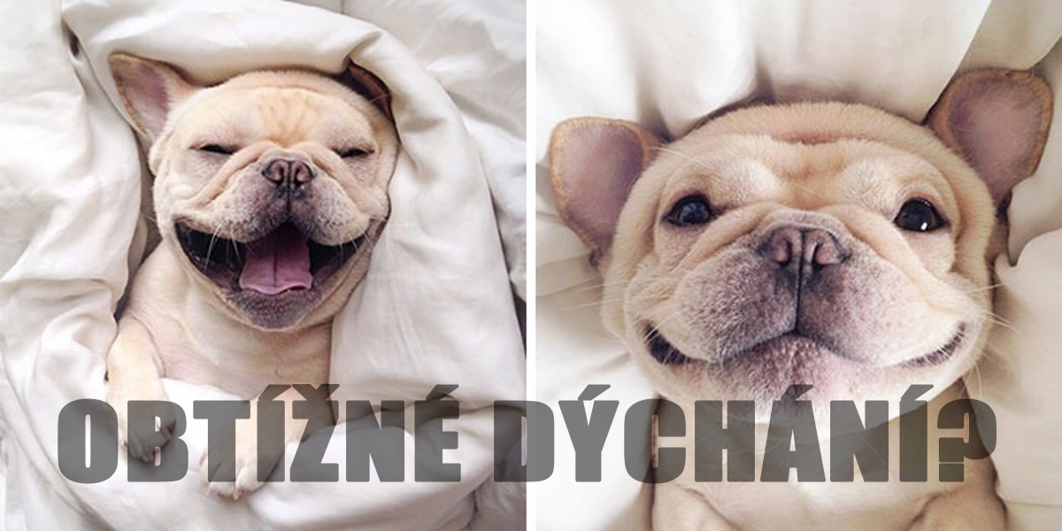 50% psů s krátkým čumákem nemůže dobře dýchat. Pomoc je ale snadná...