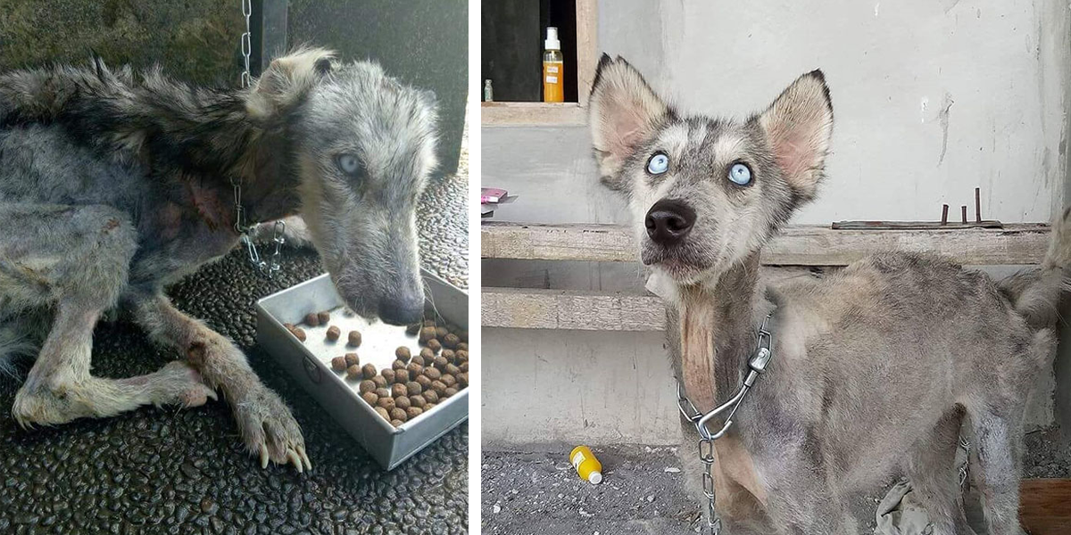 Tento husky byl nalezen tak podvyživený, že vypadal jako chodící kostra. Podívejte se na jeho cestu proměnou!