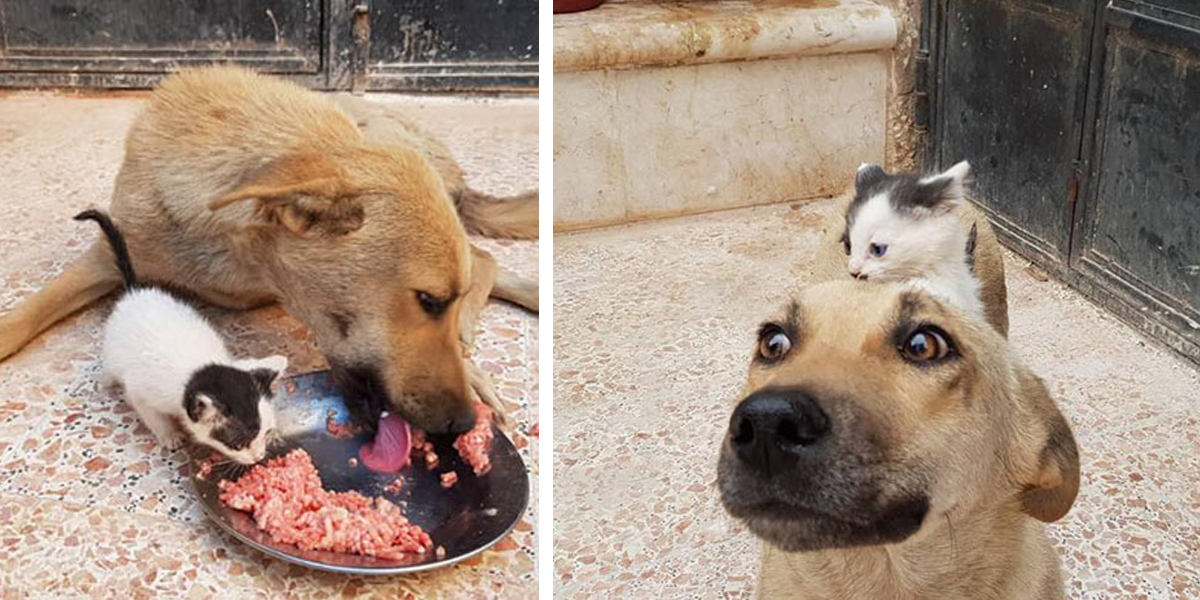 Kotě - sirotek potkalo tuhle fenku, která nedávno ztratila svá štěňata. Tady bychom si měli brát příklad...