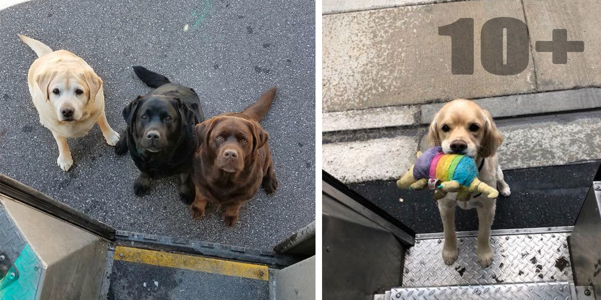 Pošťáci firmy UPS na svých cestách pořídili několik unikátních fotek. Nic podobného jsme ještě neviděli.