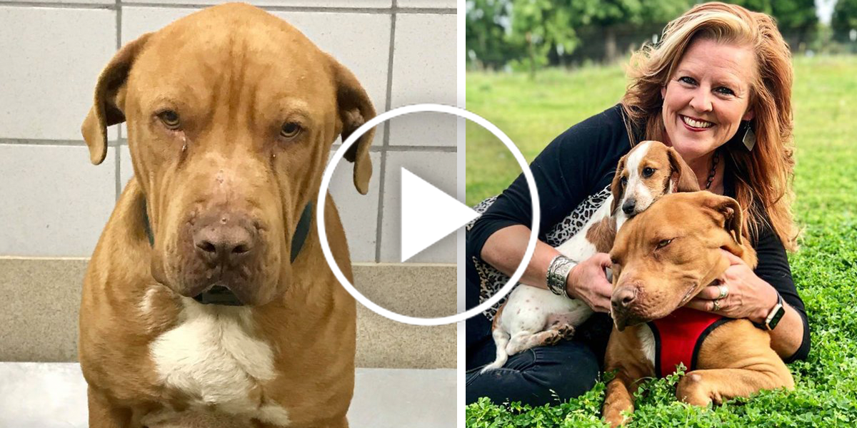 Tento pes byl v útulku tak vyděšený, že se nemohl přestat třást strachem, ale...