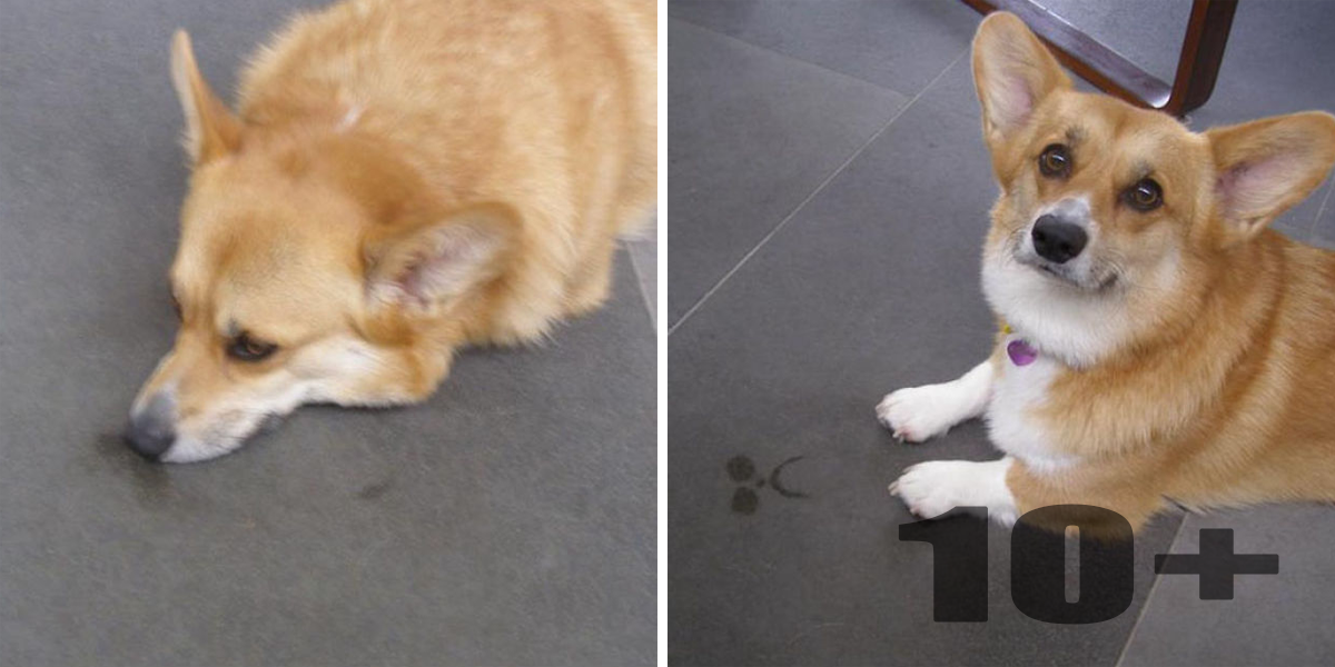 10+ rozkošných důvodů, proč si britská královna vybrala právě corgiho