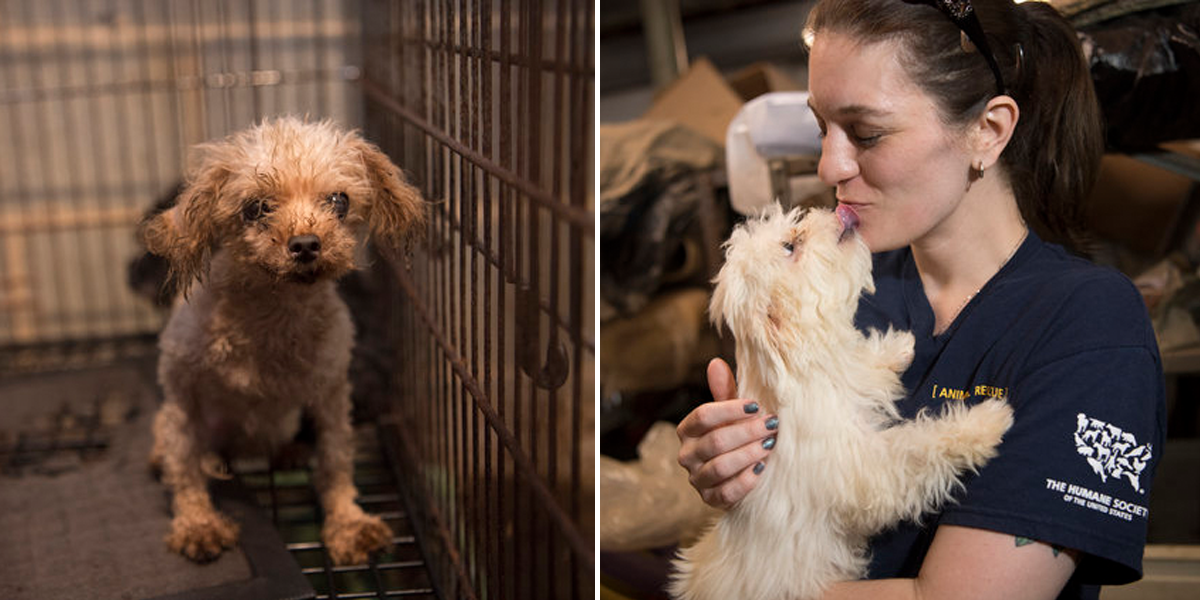 Tenhle stát udělal pro psy tu nejlepší věc. Pomůže nám v ČR povinné čipování od r. 2020?