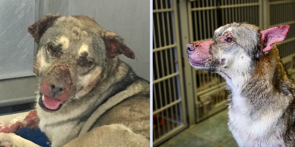 Tenhle pes přišel téměř o všechnu srst, přesto se nikdy nepřestal usmívat