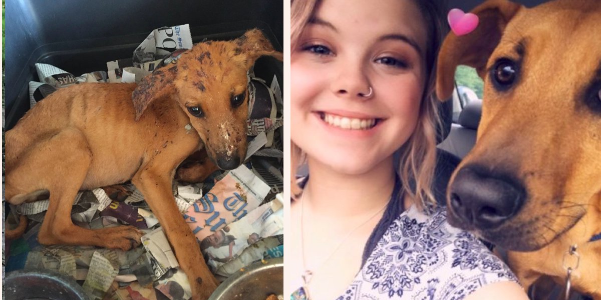 Tato dívka na dovolené objevila zubožené štěně. Od té chvíle se věnuje pouze jemu...